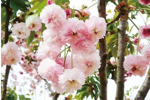 花や緑が彩るイメージ5